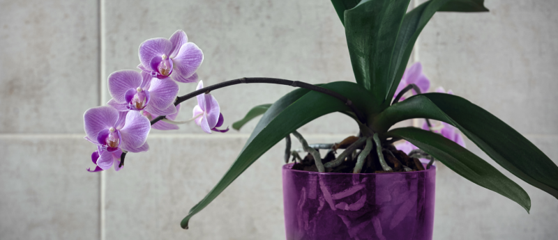 Orchidej