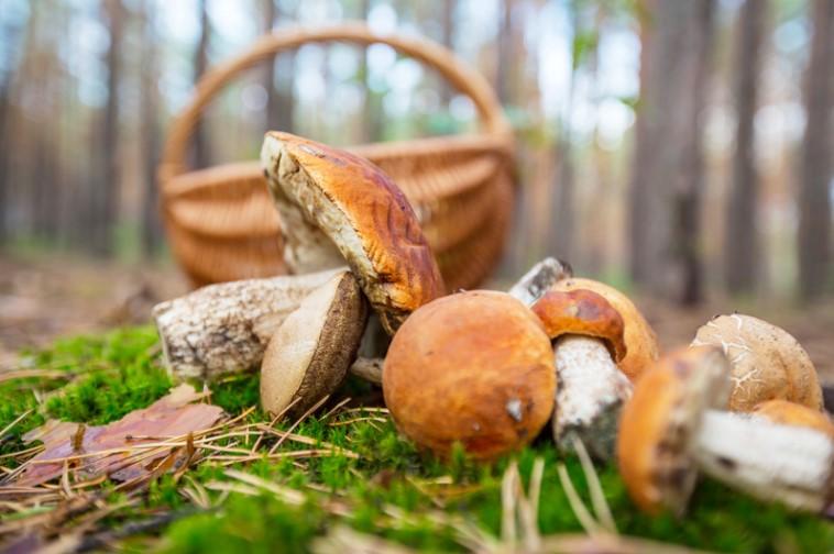 Kam letos vyrazit na houby? 5 tipů, kde rostou