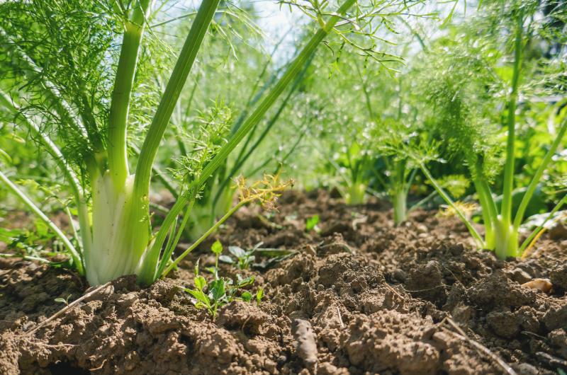 Pěstování fenyklu řapíkatého: Máte na to správné podmínky?