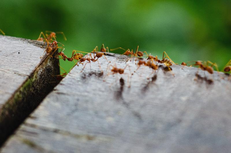 Jak se zbavit mravenců: Zaručené tipy a triky
