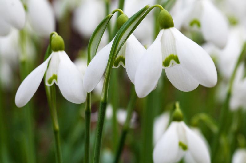 Trhání těchto květin je zakázané a hrozí pokuta až 100 000 Kč