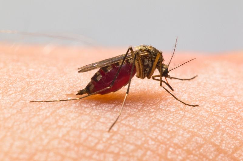 Zázračný odpuzovač komárů z vaší kuchyně: Funguje lépe než chemie a nestojí vás ani korunu