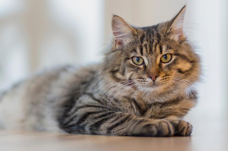 Kočičí prdíky smrdí po zkažených vejcích? Veterináři vysvětlují důvody proč