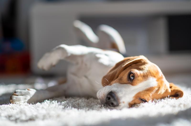 Proč váš pes hrabe v koberci? Tento důvod majitele často vůbec nenapadne