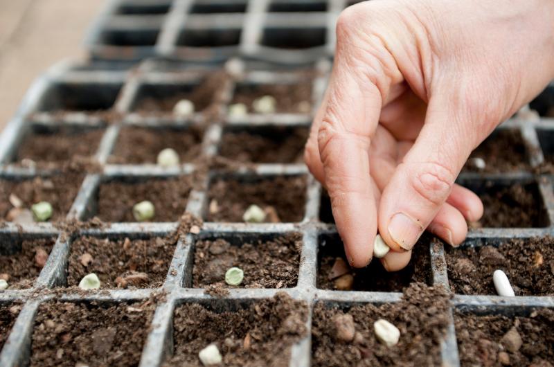 Co vyséváme v únoru: První krok k bohaté úrodě začíná už teď