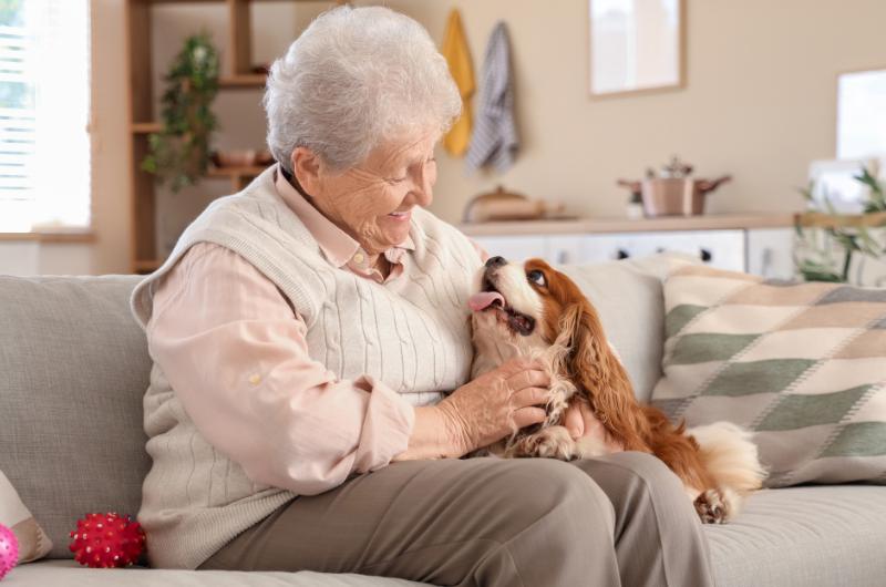Nejlepší plemena psů pro seniory: 7 věrných společníků proti samotě