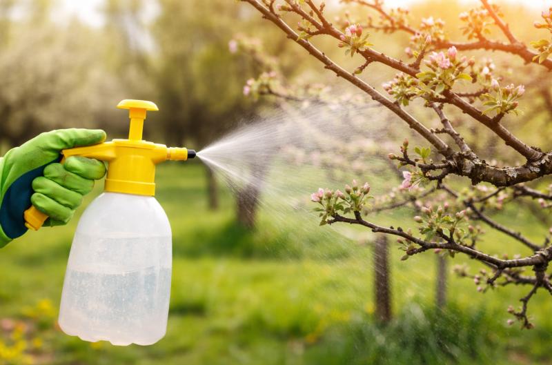 Jarní postřik na ovocné stromy: Jeden zásah může zastavit škůdce na celý rok