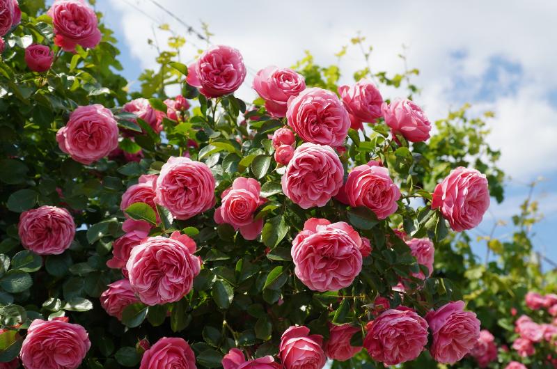 Stojí pár korun, ale zahradníci ji milují. Růže díky ní kvetou jako z katalogu