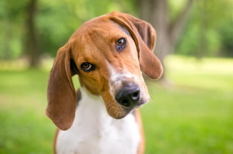 Pes naklání hlavu? Roztomilé gesto může skrývat i vážný problém