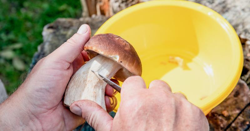 Jak očistit houby: Nejlepší způsoby, aby zůstaly chutné a voňavé