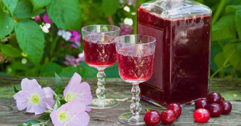 Višňový likér jako od babičky: Tradiční recept na voňavý nápoj