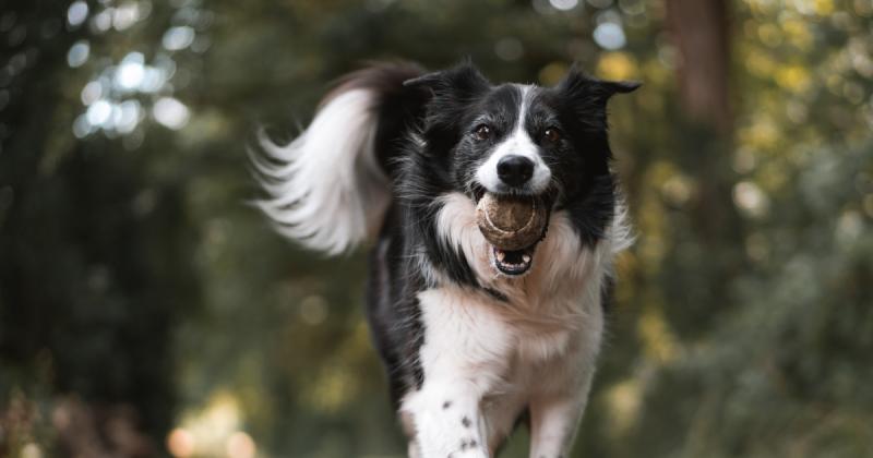 Veterinář: 5 oblíbených plemen, která bych si domů nevzal – a proč