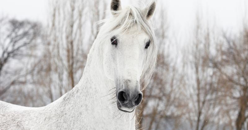 Svatý Martin 2025: Proč se říká, že přijíždí na bílém koni, a co jeho příběh znamená dnes
