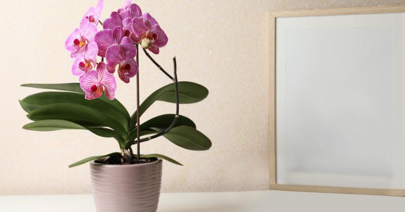 Jak oddělit odnož orchideje: Jeden špatný řez může zničit obě rostliny