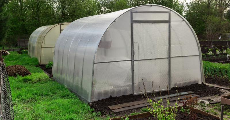 Co sázet v březnu do skleníku? Tohle rozhodne o celé sezóně