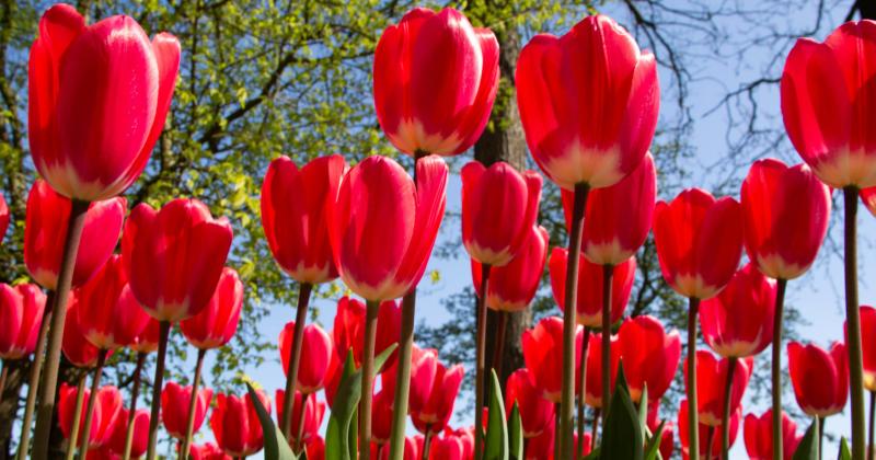 Tulipány na jaře nerostou? Podle těchto znaků poznáte, jestli cibulky přežily zimu