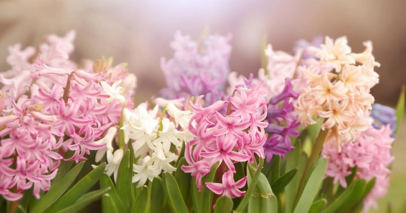 Hyacinty právě kvetou: Tento detail rozhoduje, jak dlouho vydrží krásné