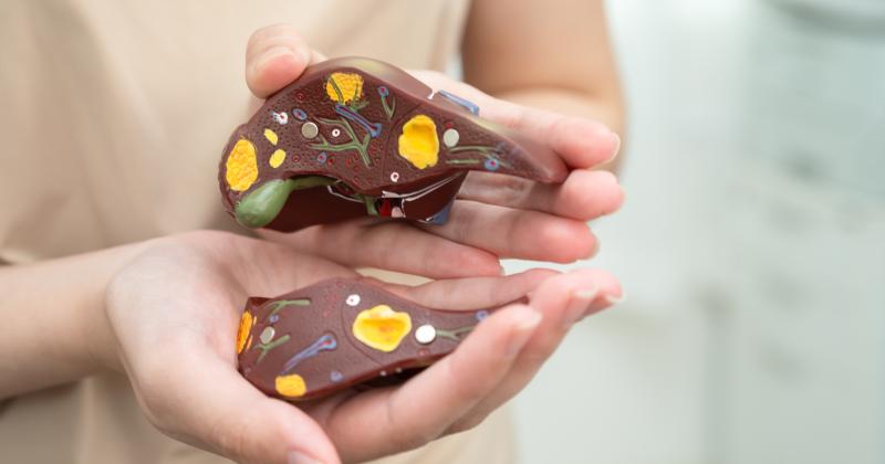 Játra mají neuvěřitelnou schopnost: Co se v těle spustí, když se začnou obnovovat