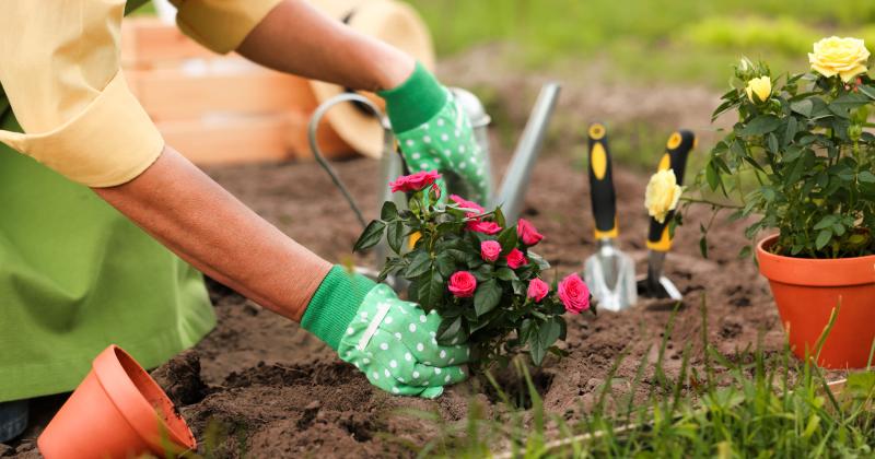 Kdy se sází růže na jaře: Tenhle detail rozhodne o tom, jak pokvetou