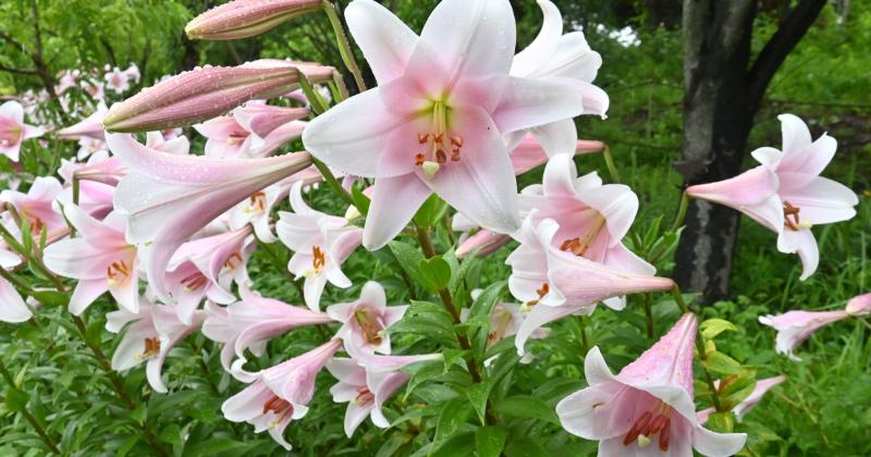 Lilie v jarním záhonu: S jakými květinami jim to bude slušet?