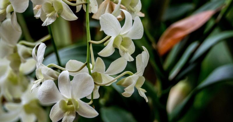Jarní restart orchidejí: 5 kroků, jak je probudit po zimě