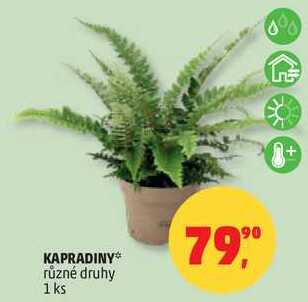 KAPRADINY různé druhy, 1 ks