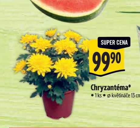 Chryzantéma, pr. květináče 13 cm