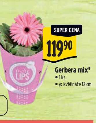 Gerbera mix, pr. květináče 12 cm