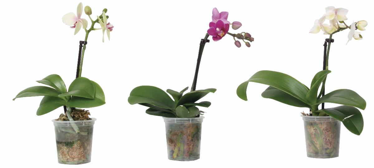 Phalaenopsis mini 1 výhon