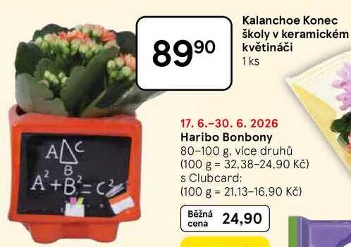 Kalanchoe Konec školy v keramickém květináči, 1 ks  
