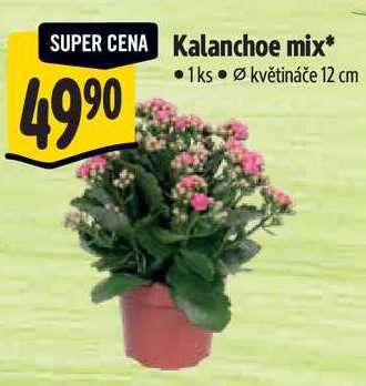 Kalanchoe mix