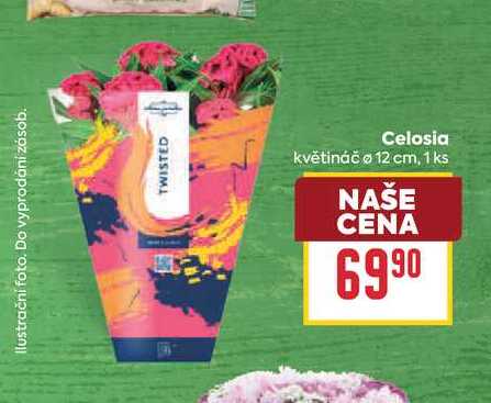 Celosia květináč o 12 cm, 1 ks 