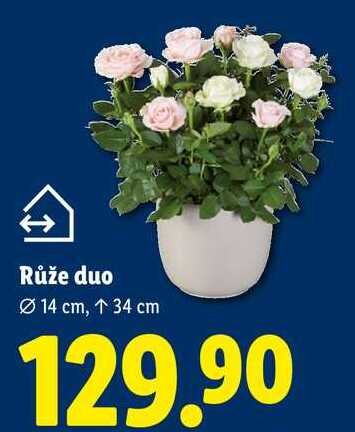 Růže duo 14 cm