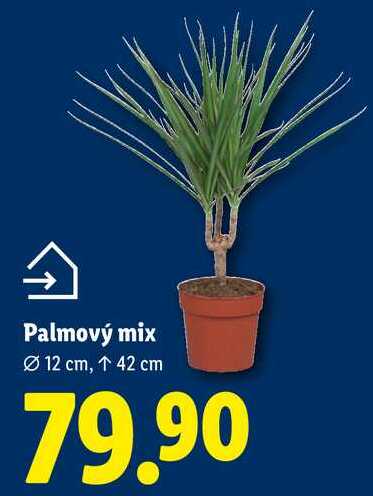 Palmový mix 