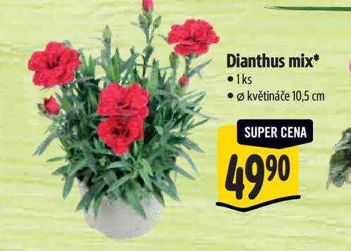 Dianthus mix, pr. květináče 10,5 cm