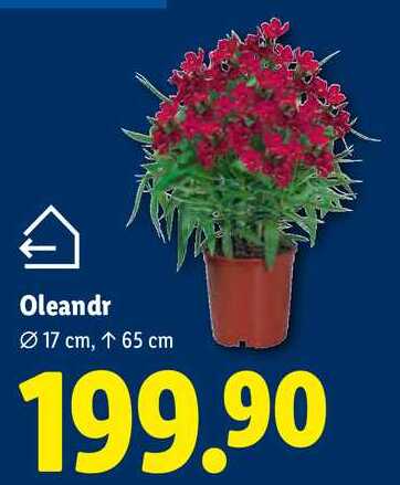 Oleandr