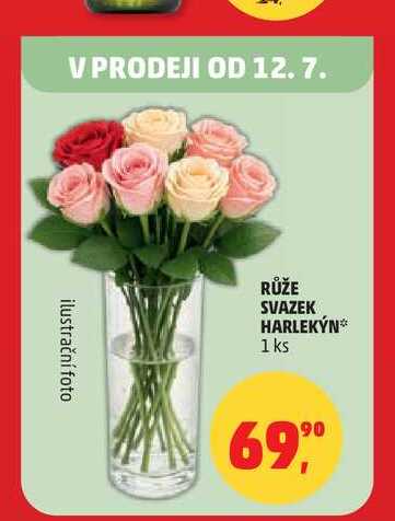 RŮŽE SVAZEK HARLEKÝN 1 ks