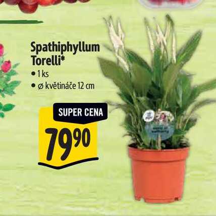 Spathiphyllum Torelli, pr. květináče 12 cm