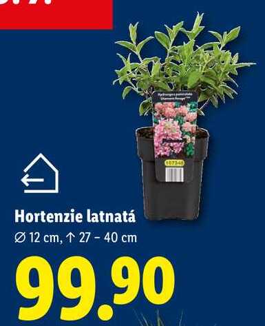 Hortenzie latnatá 