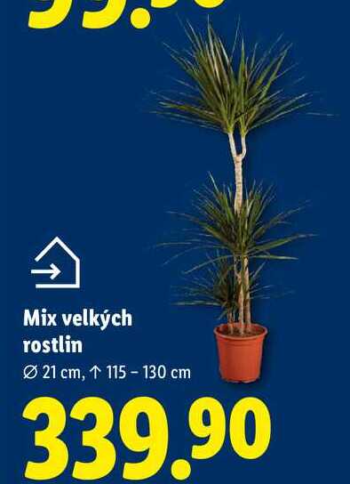 Mix velkých rostlin, Ø 21 cm