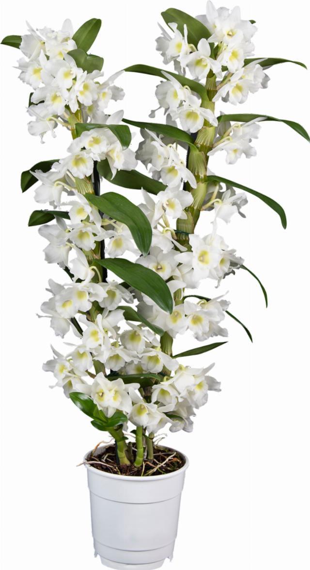 Orchidea Dendrobium 2 výhony