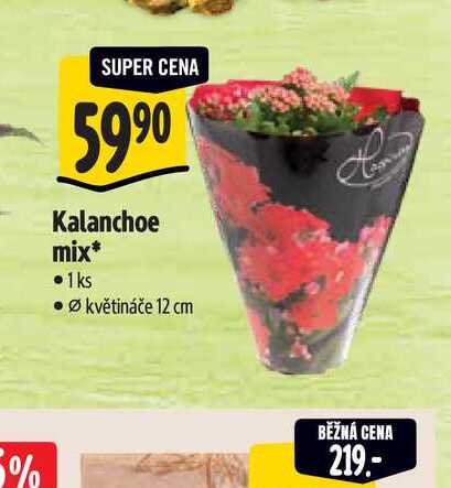 Kalanchoe mix - pr.květináče 12 cm BĚŽNÁ CENA 219