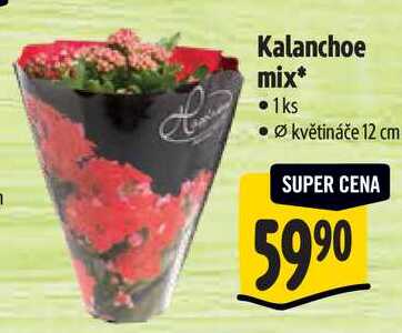 Kalanchoe mix
