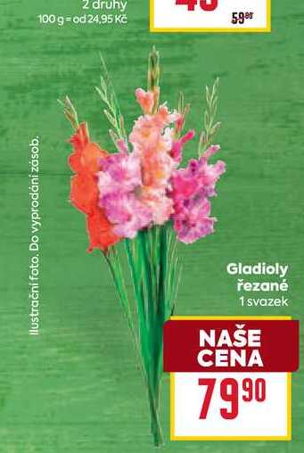 Gladioly řezané 1 svazek