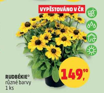 RUDBÉKIE různé barvy, 1 ks