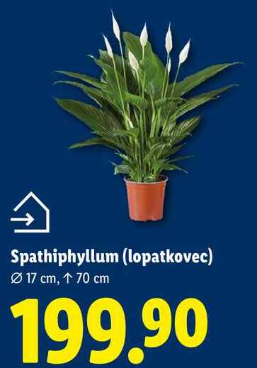 Spathiphyllum (lopatkovec)