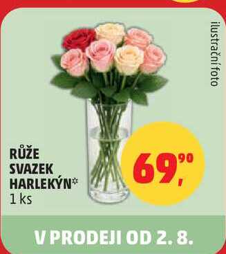 RŮŽE SVAZEK HARLEKÝN, 1 ks