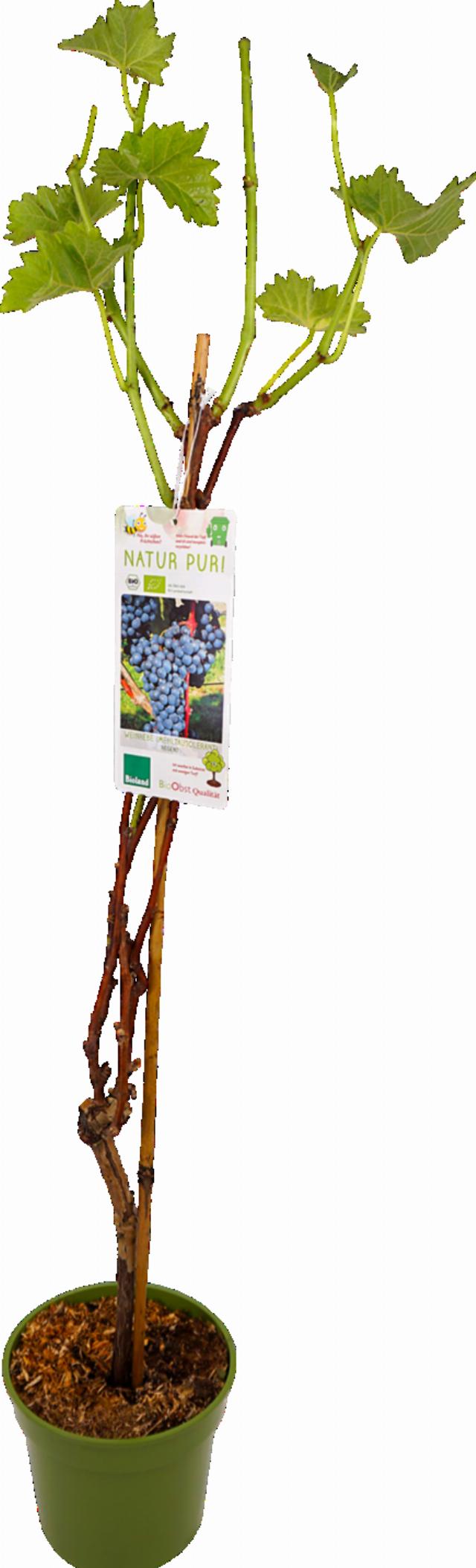 Bio Vinná réva různé druhy