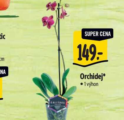  Orchidej 1 výhon 