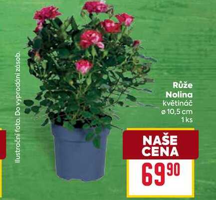 Růže Nolina květináč 10,5 cm 1ks